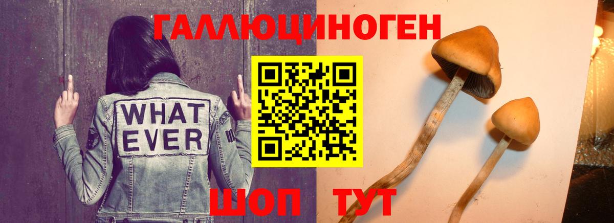 Псилоцибиновые грибы мухоморы Ставрополь